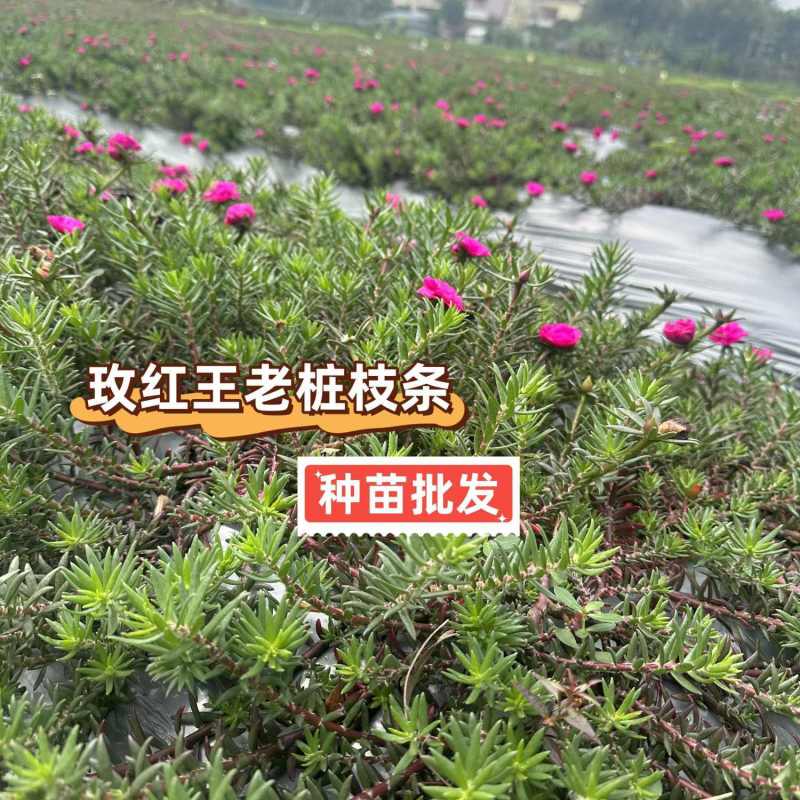 【种苗批发】玫红王老桩太阳花无根枝条扦插重瓣大花宿根品种