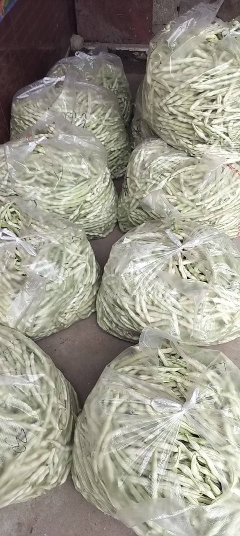 平度芸豆大量上市了