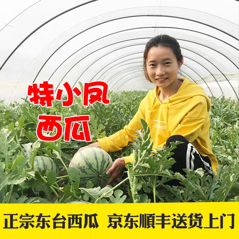 （盐城西瓜）特小凤西瓜/东台特小凤/冰淇淋西瓜/产地直发