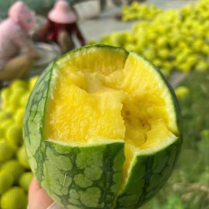 （盐城西瓜）特小凤西瓜/东台特小凤/冰淇淋西瓜/产地直发
