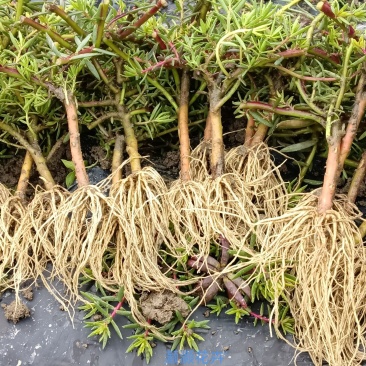 玫红王重瓣太阳花四季耐寒喜阳四季开花植物带根花卉庭院阳台