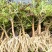 玫红王重瓣太阳花四季耐寒喜阳四季开花植物带根花卉庭院阳台