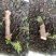 白肉面包木薯苗华南9号苗易活高产广西木薯杆木薯茎