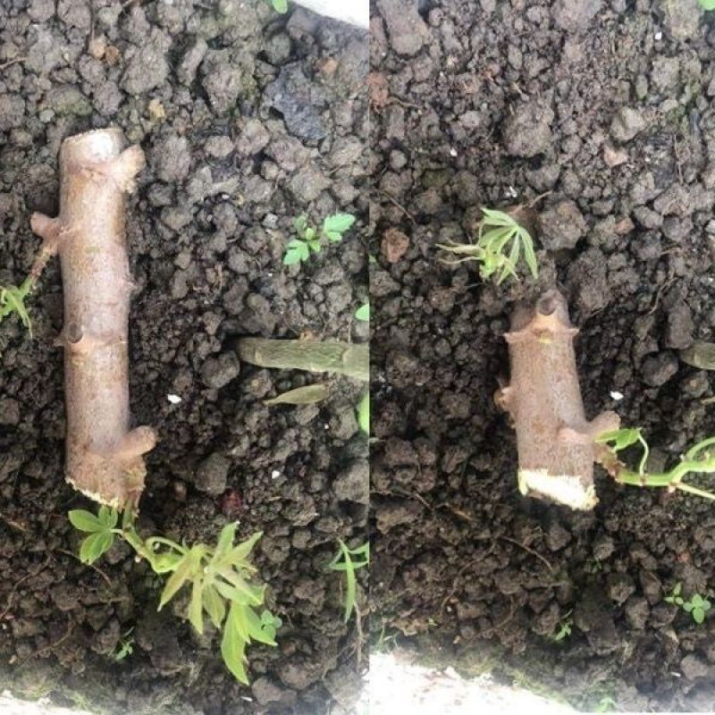 白肉面包木薯苗华南9号苗易活高产广西木薯杆木薯茎
