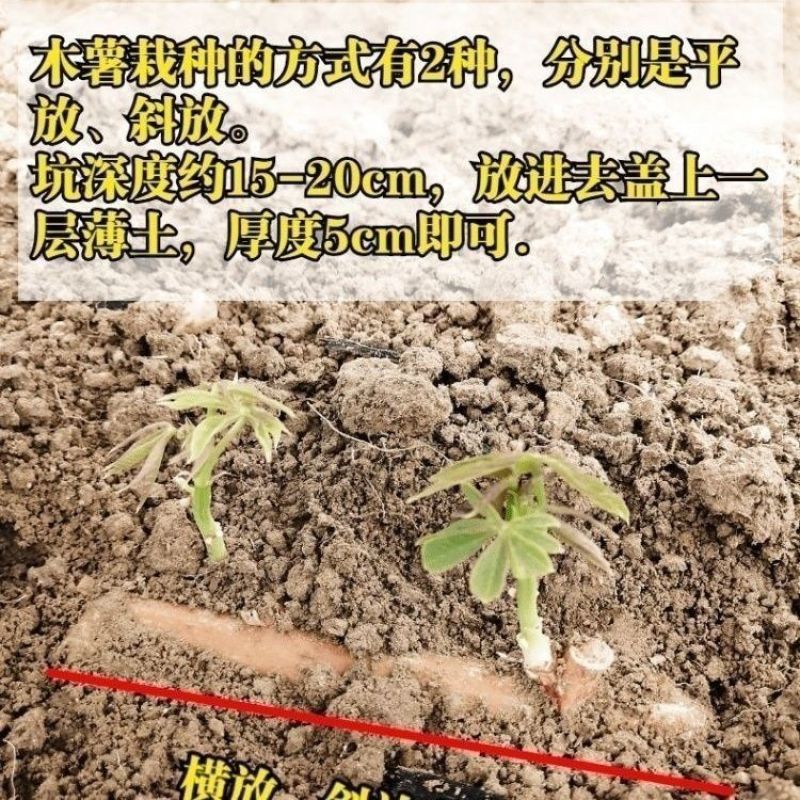 白肉面包木薯苗华南9号苗易活高产广西木薯杆木薯茎