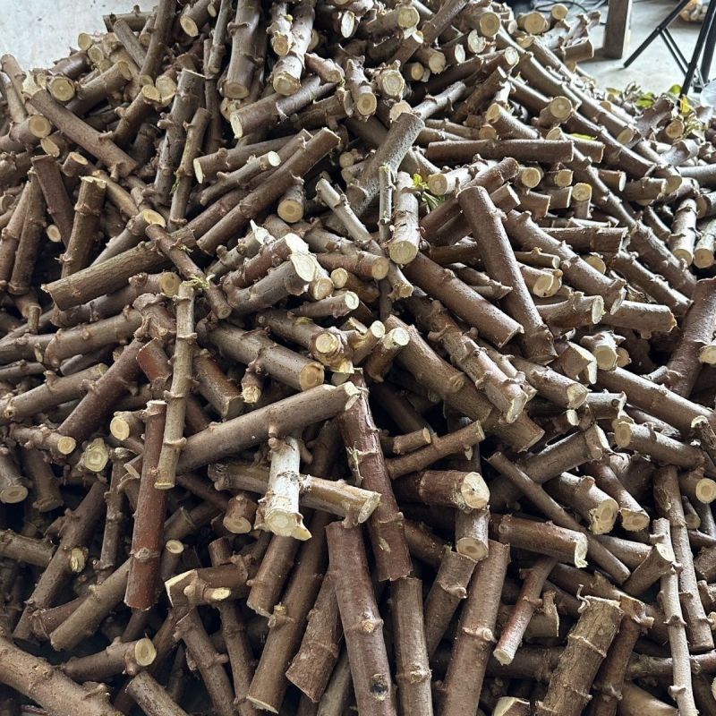 白肉面包木薯苗华南9号苗易活高产广西木薯杆木薯茎