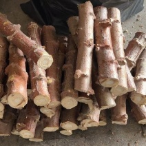 白肉面包木薯苗华南9号苗易活高产广西木薯杆木薯茎