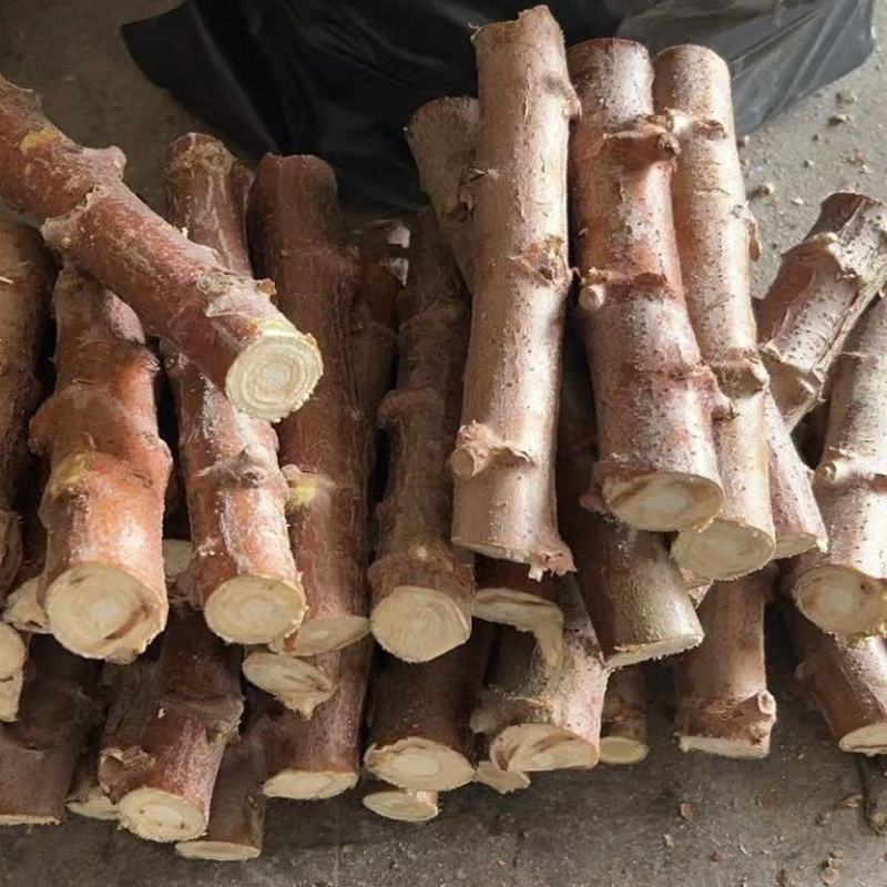 白肉面包木薯苗华南9号苗易活高产广西木薯杆木薯茎