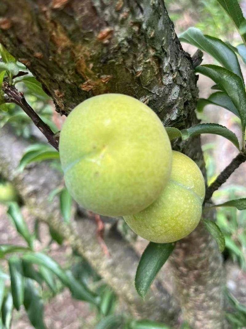 贵州安顺六马蜂糖李、承接电商一件代发、市场整车欢迎对接