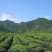 湘西永顺莓茶花姐家的莓茶