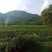 湘西永顺莓茶花姐家的莓茶
