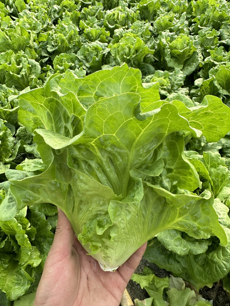 生菜