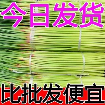 河南中牟红帽蒜苔大量现货欢迎来电鲜薹鲜薹