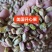 美国进口开心果开心果仁开心果碎各种坚果仁坚果碎