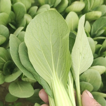 菏泽曹县上海青小油菜全年有货邵庄镇原产地大小规格都有冷库打冷