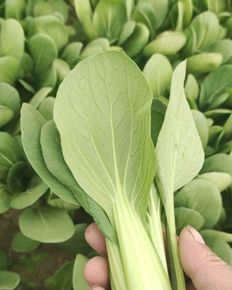 菏泽曹县上海青小油菜全年有货邵庄镇原产地大小规格都有冷库打冷