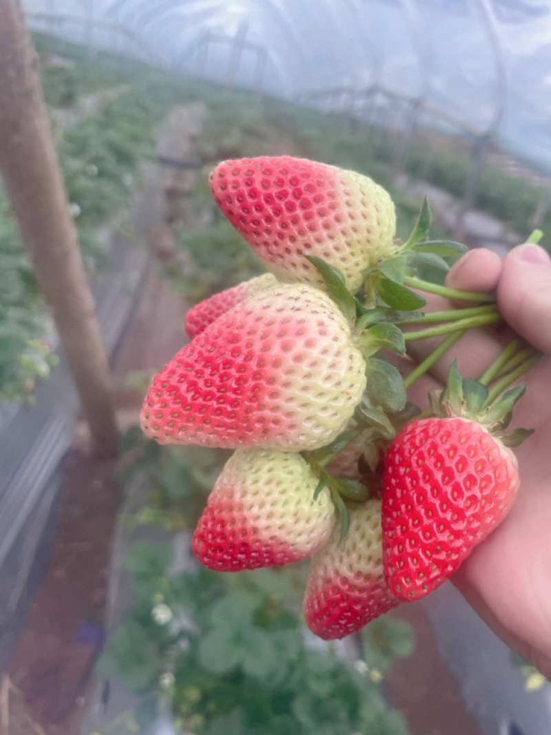 双流草莓夏季草莓蒙特瑞全国冷链空运支持出口有执照