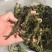 三级架豆王