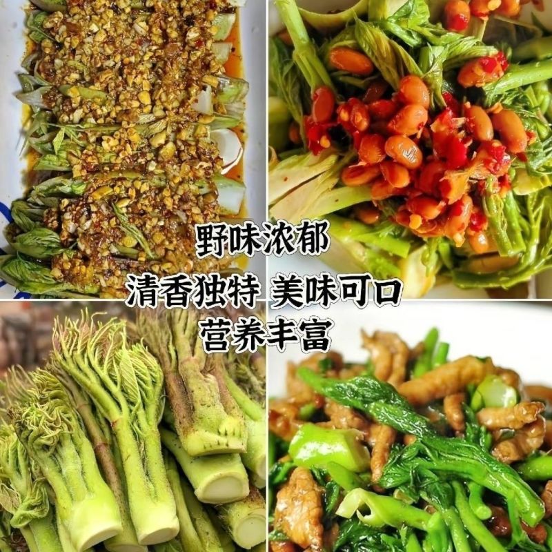 四川阿坝高原。野生刺龙牙