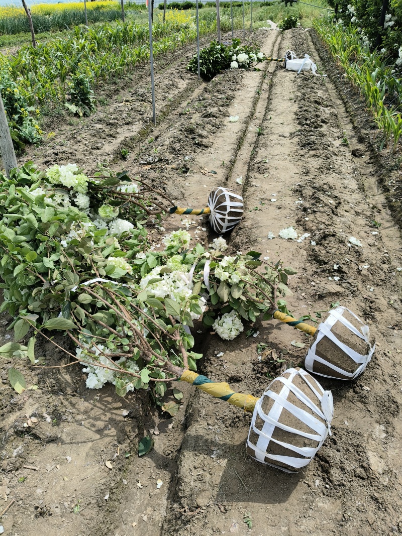 中华木绣球地径4、5、6、7公分，基地有量，欢迎来订购。