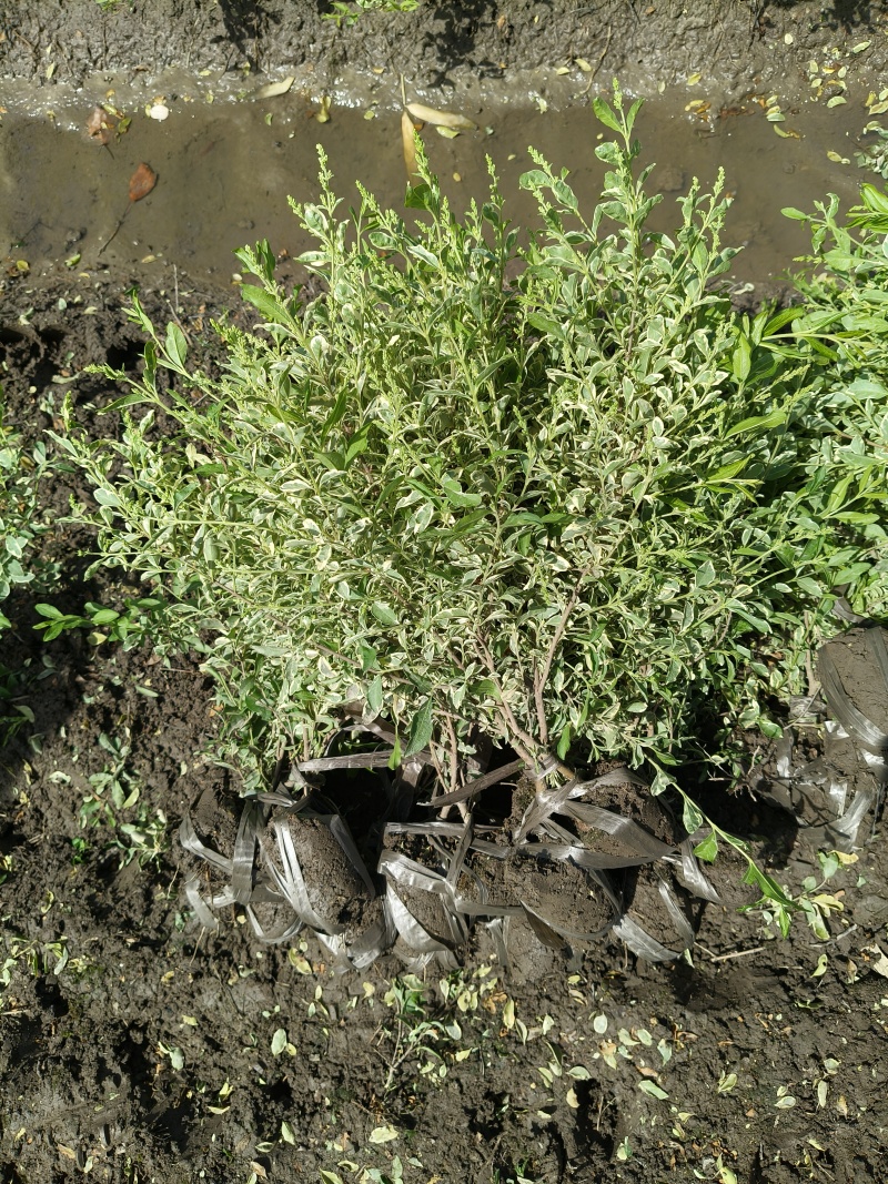银姫小蜡小毛球平面高度:35Cm，基地有量，欢迎来订购。