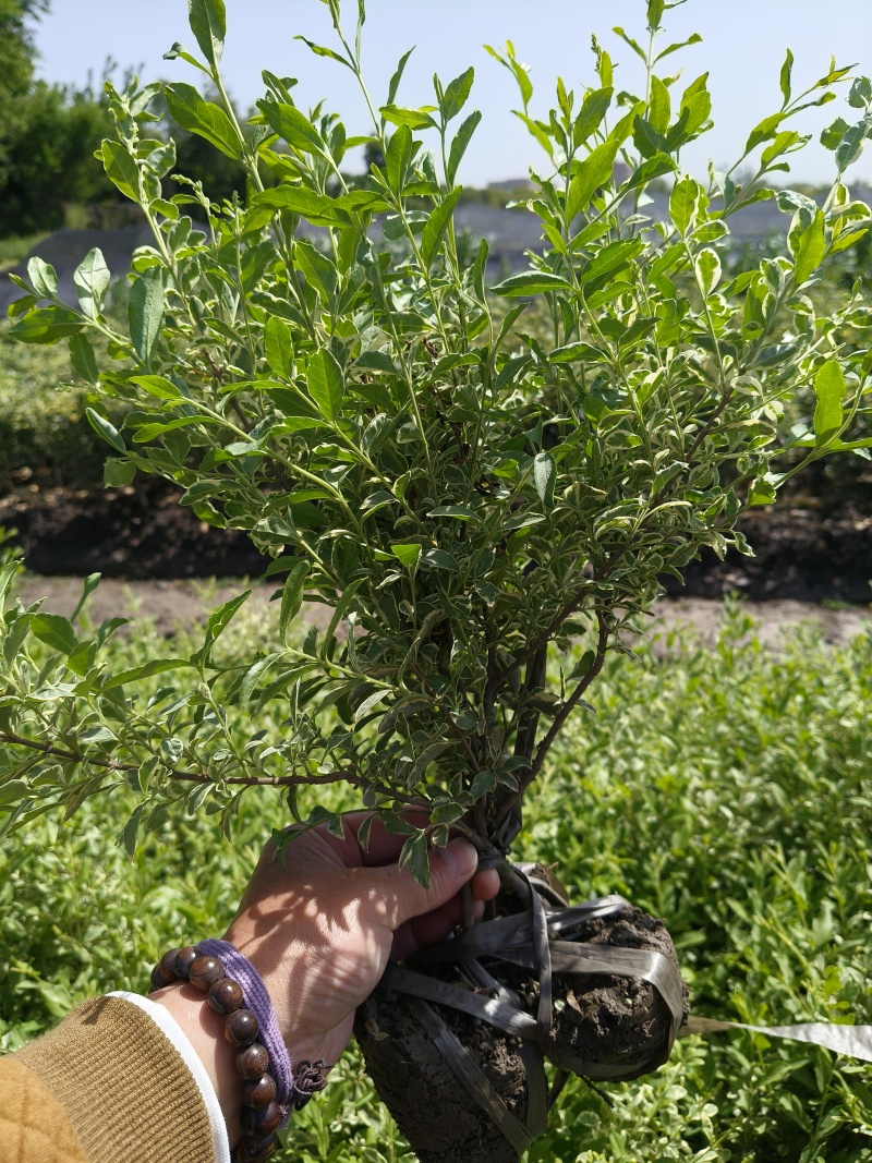 银姫小蜡小毛球平面高度:35Cm，基地有量，欢迎来订购。