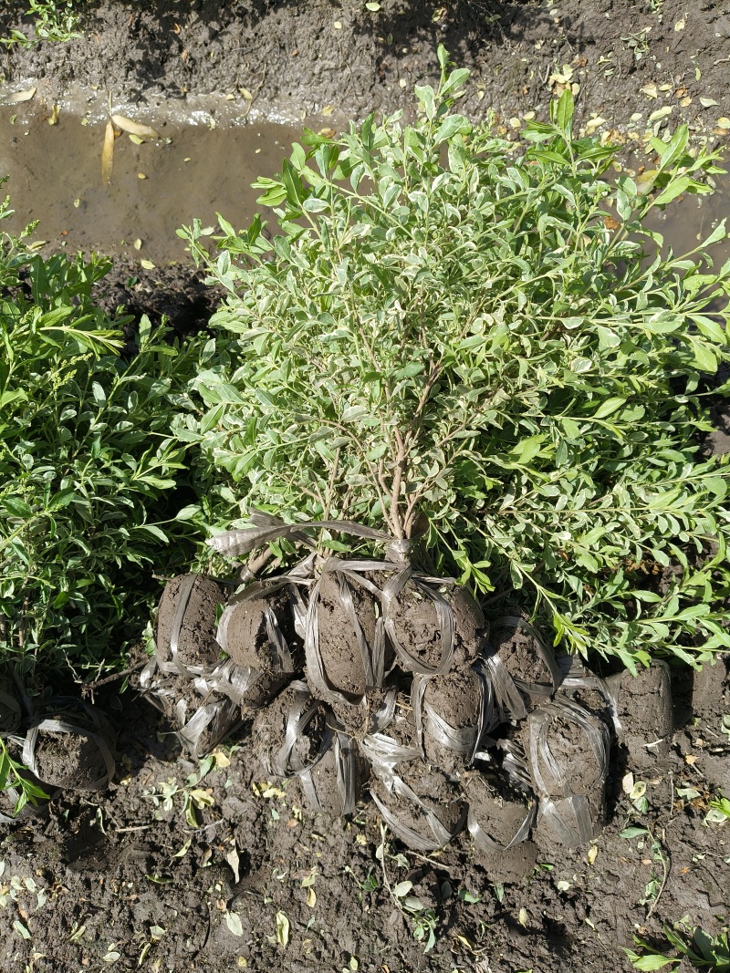 银姫小蜡小毛球平面高度:35Cm，基地有量，欢迎来订购。