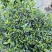 四川省乐山市栀子花苗盆栽盆景赏花花茶花花花