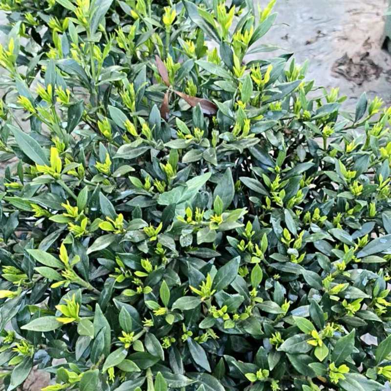 四川省乐山市栀子花苗盆栽盆景赏花花茶花花花