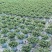 四川省乐山市栀子花苗盆栽盆景赏花花茶花花花