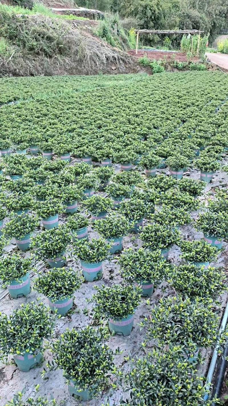 四川省乐山市栀子花苗盆栽盆景赏花花茶花花花