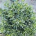 四川省乐山市栀子花苗盆栽盆景赏花花茶花花花