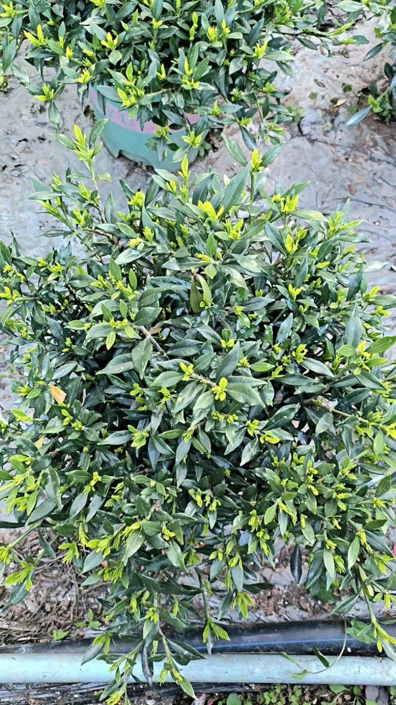 四川省乐山市栀子花苗盆栽盆景赏花花茶花花花