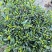 四川省乐山市栀子花苗盆栽盆景赏花花茶花花花
