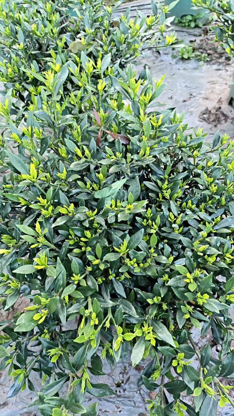 四川省乐山市栀子花苗盆栽盆景赏花花茶花花花