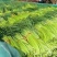 精品红帽蒜薹，支持电商，商超，各类平台，欢迎前来采购