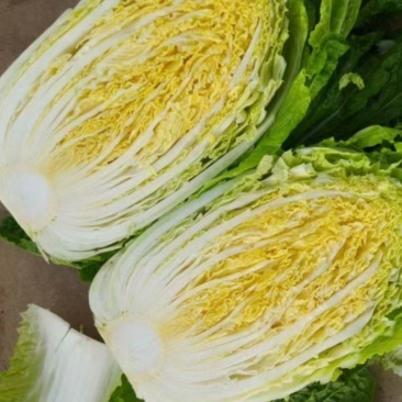 春白菜大量上市，有需要的老板可以下手了