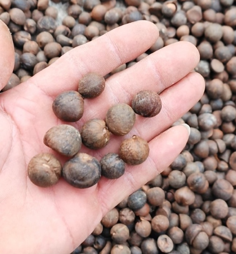 巴马所略老品种山茶油/压榨油/大量供应