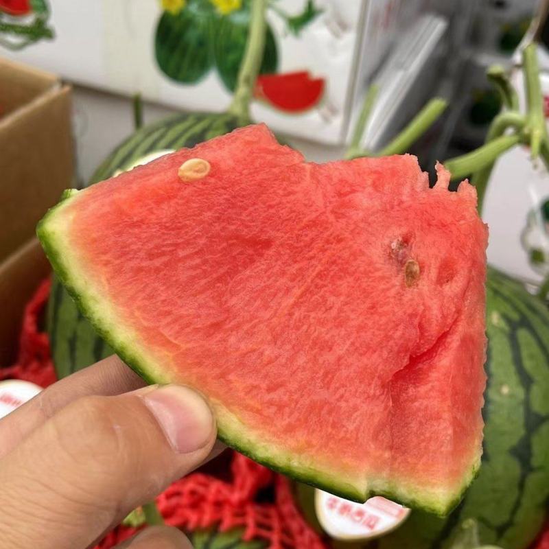 美都西瓜，麒麟，711西瓜，甜王，小糖丸等各种西瓜主产区