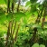 红四季豆