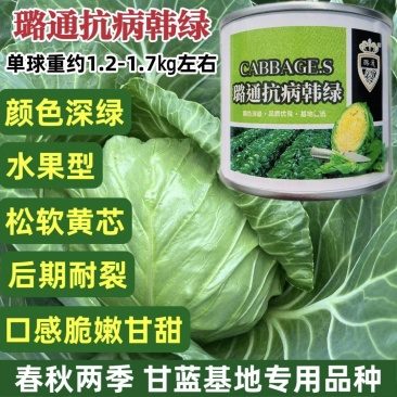璐通抗病韩绿甘蓝种子黄芯圆包菜种子松软脆嫩甘甜耐裂
