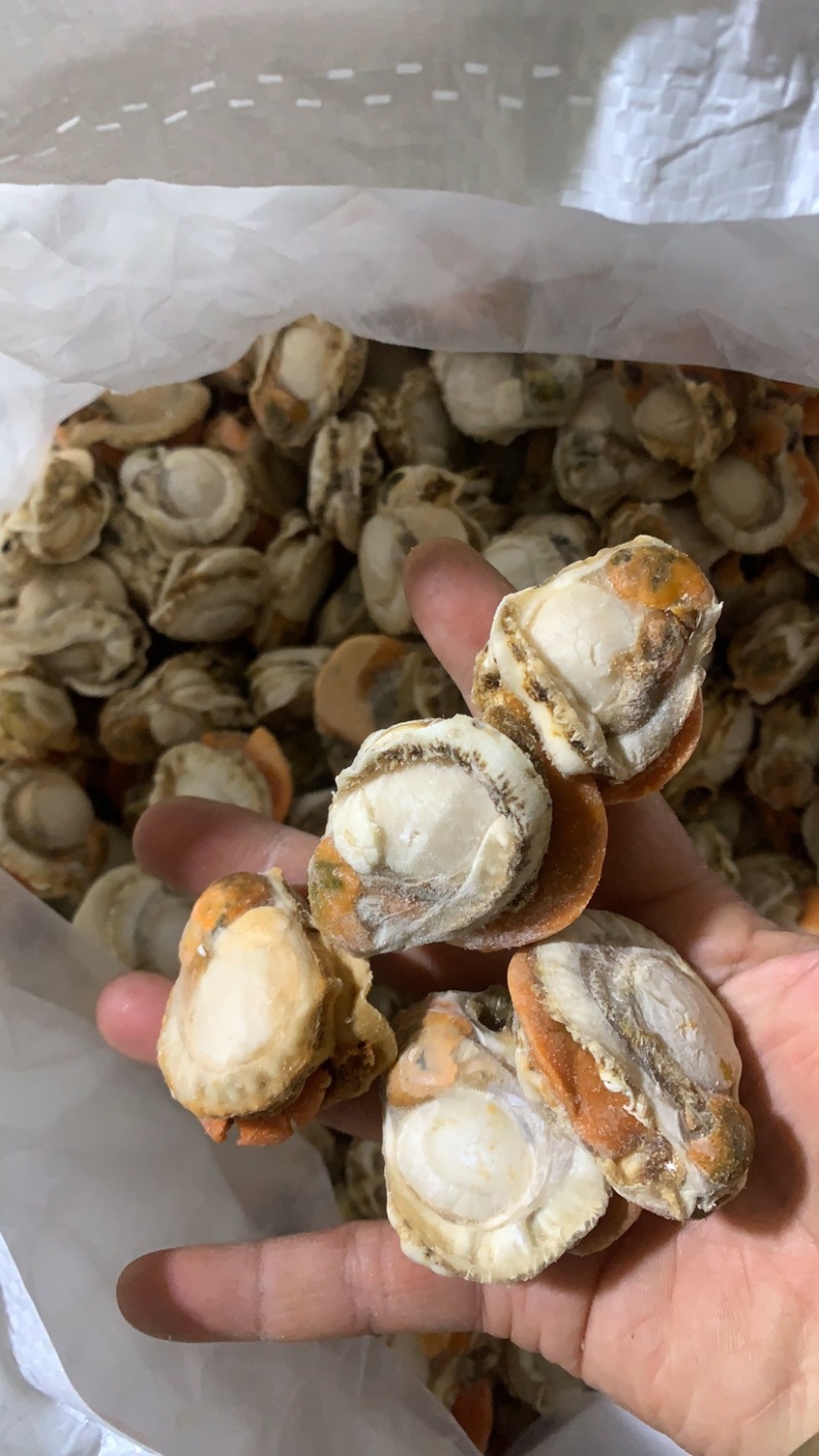 扇贝肉，大个头，带膏，新鲜现剥