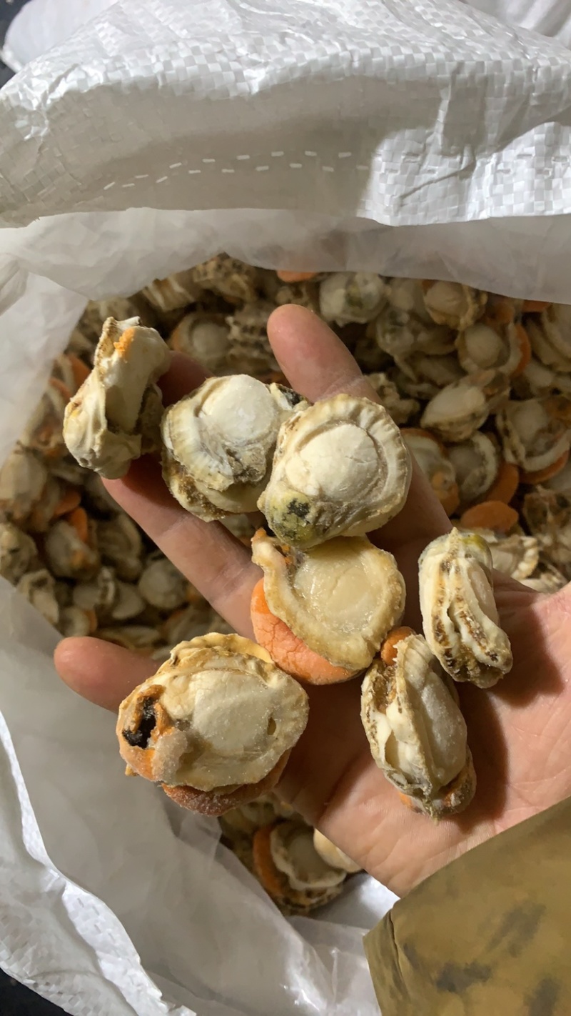 扇贝肉，大个头，带膏，新鲜现剥