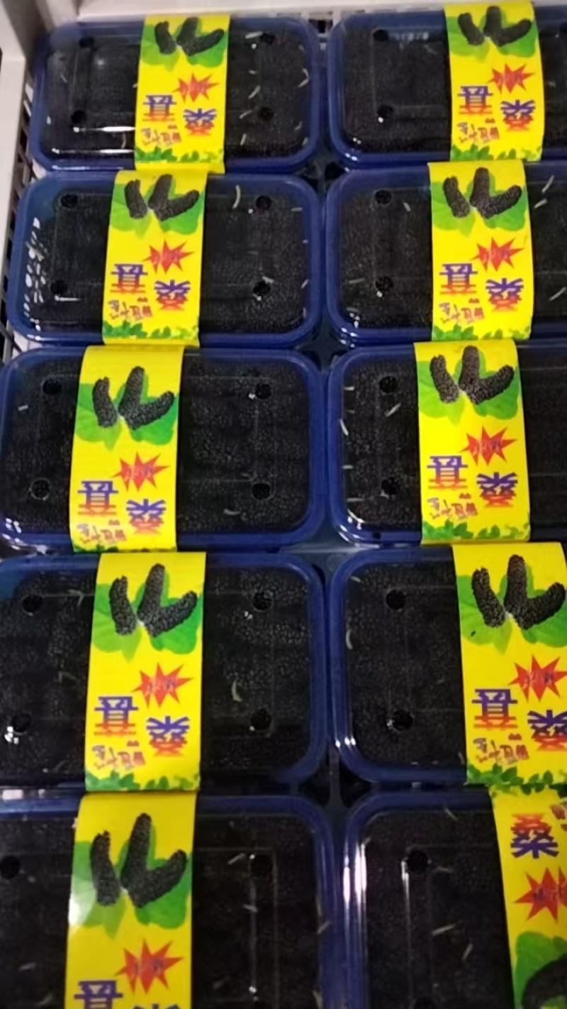 桑葚新货上市榨汁即食品质保证一手货源产地直发欢迎选购