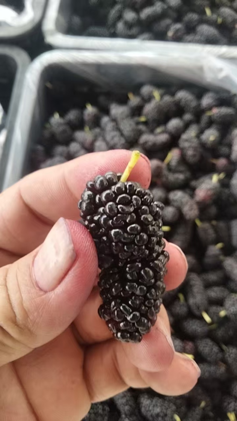 桑葚新货上市榨汁即食品质保证一手货源产地直发欢迎选购