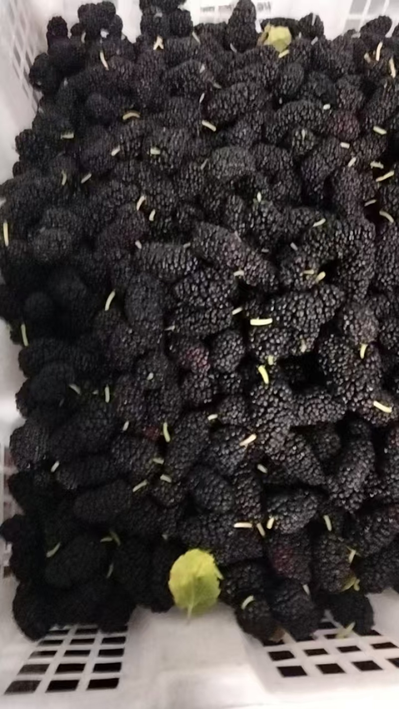 桑葚新货上市榨汁即食品质保证一手货源产地直发欢迎选购