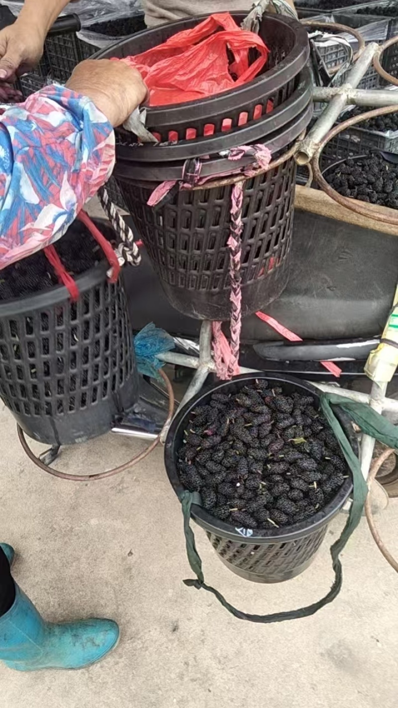 桑葚新货上市榨汁即食品质保证一手货源产地直发欢迎选购