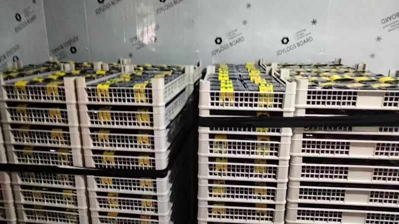 桑葚新货上市榨汁即食品质保证一手货源产地直发欢迎选购
