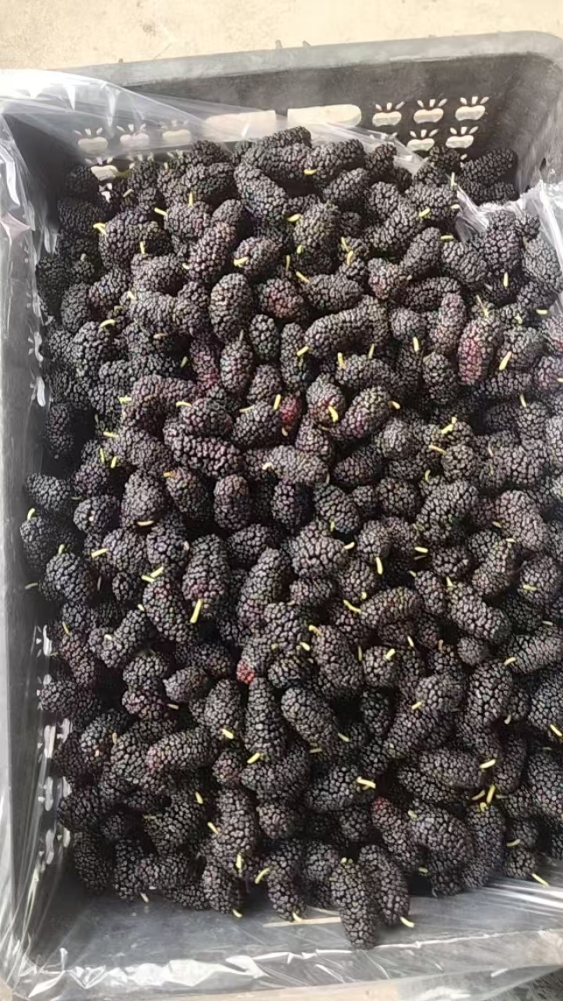 桑葚新货上市榨汁即食品质保证一手货源产地直发欢迎选购