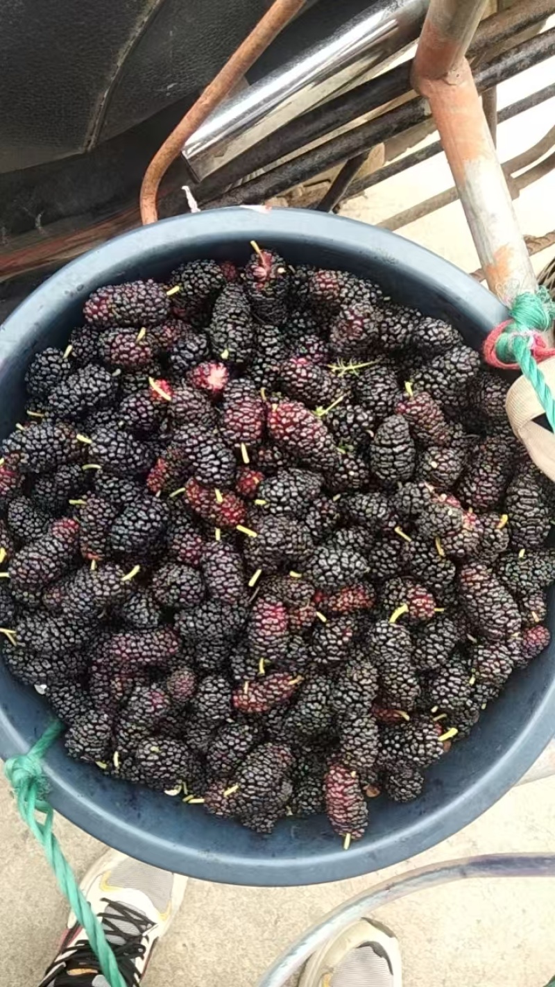 桑葚新货上市榨汁即食品质保证一手货源产地直发欢迎选购